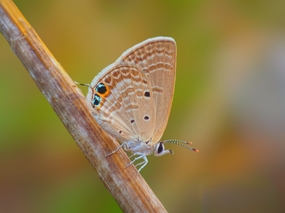 休憩在竹竿上的蝴蝶图片